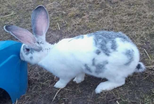Królik Samica mieszaniec