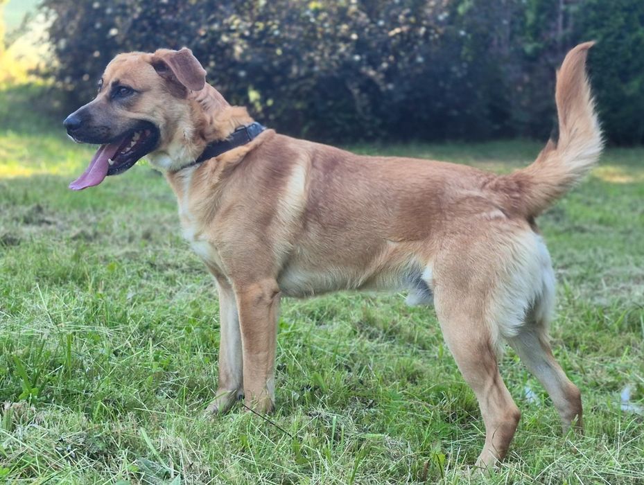 Sako - Super pies szuka domu  / do adopcji
