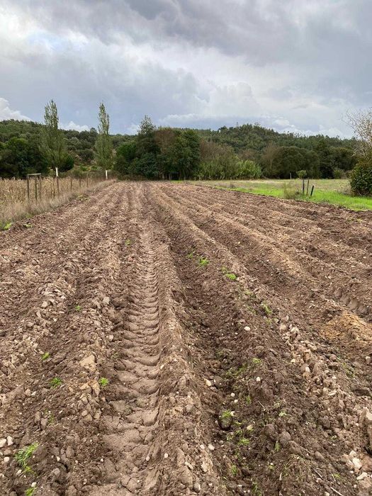 Limpeza de quintais , pequenos e médios terrenos agrícolas