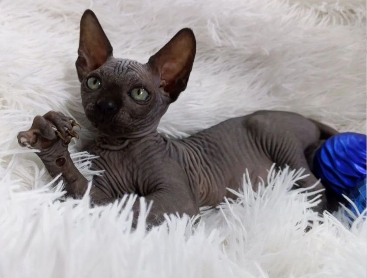 Котята сфинксики