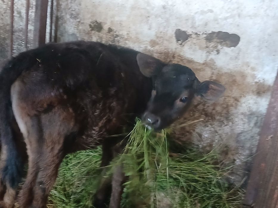 Продам тилицю від молочної корови