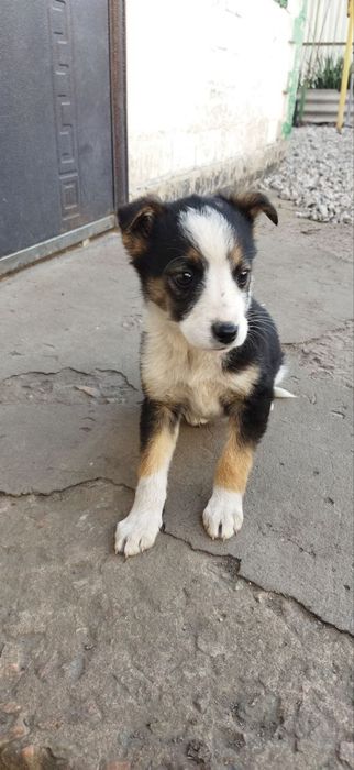 Віддам в хороші руки собачок