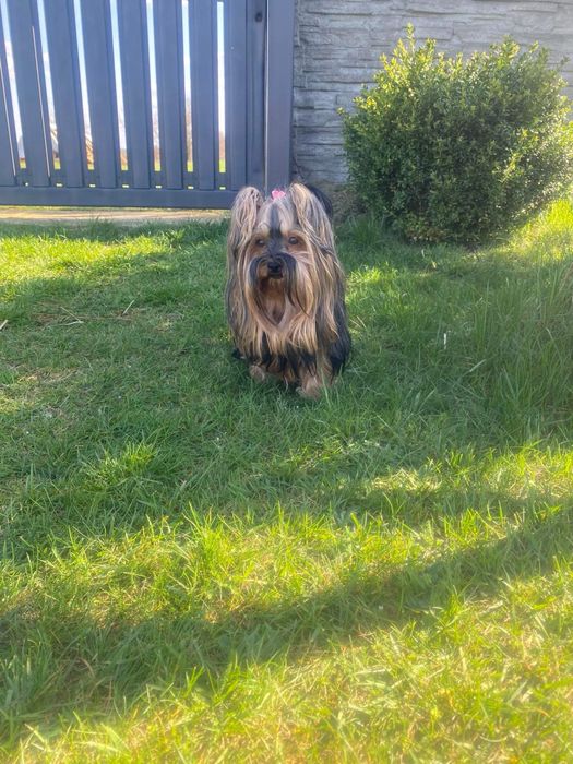 Yorkshire terrier