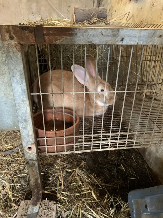 Vendo coelhos para consumo ou criação