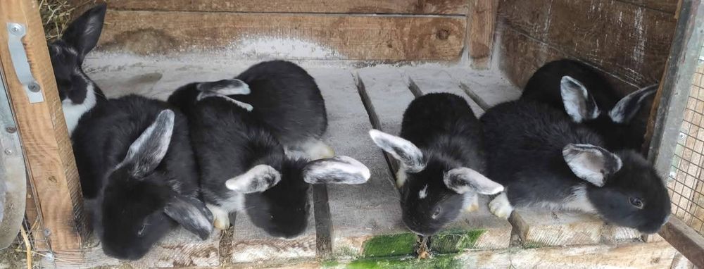 ЗЗмінять місце проживання кролики