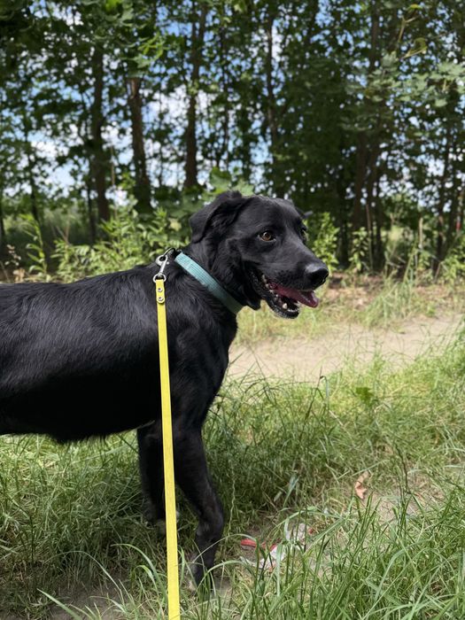 Mini labrador pełen energii pies w schronisku dla zwierząt(młody pies)