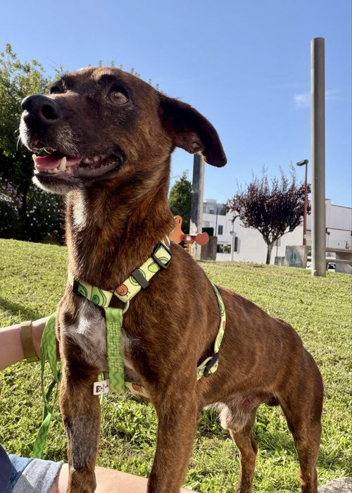 Cão macho para adoção responsável