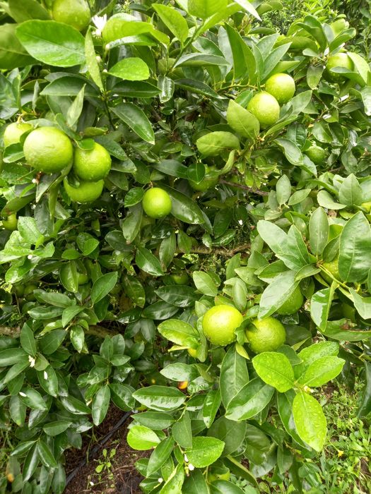 Limas biologicas64584406823171121