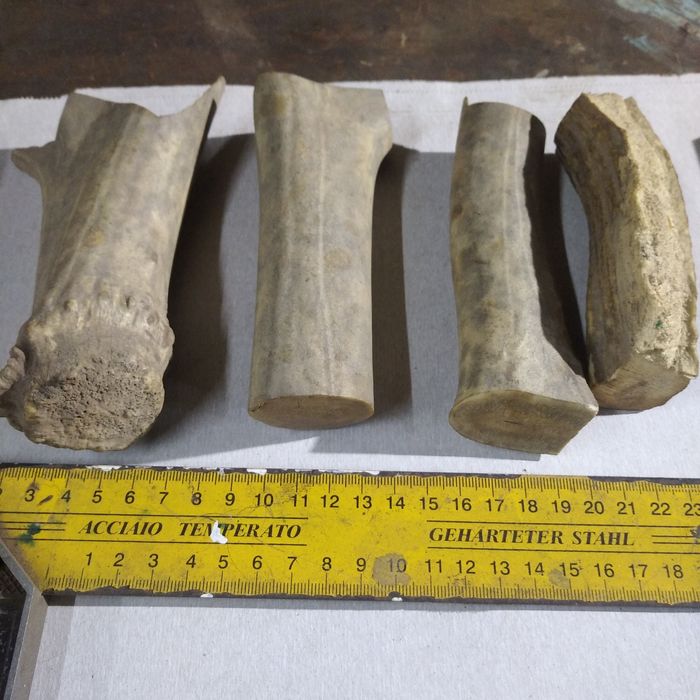 Рог оленя  порезанный