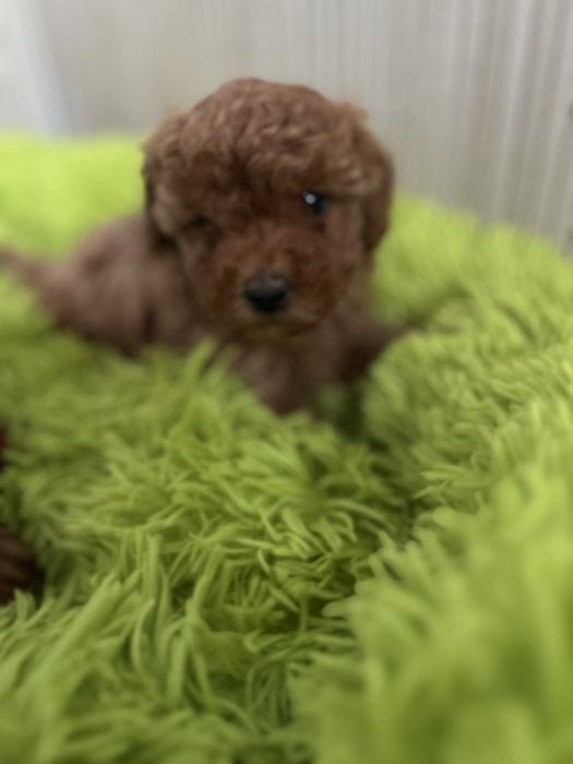 Pudel Toy śliczny piesek do rezerwacji