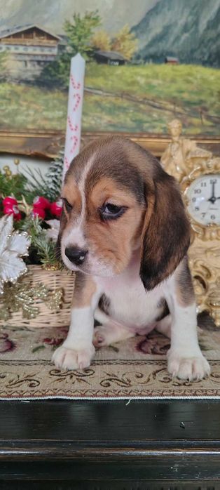 Beagl szczeniak gotowy do odbioru