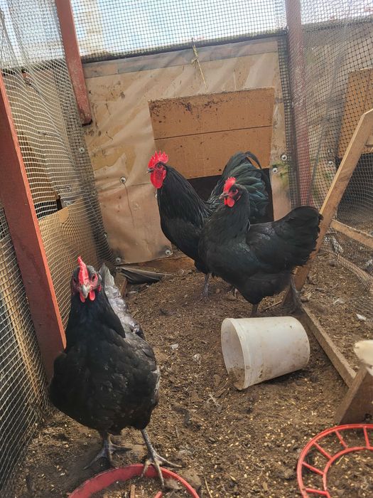 Australop, Ataukana, kochin olbrzymi jaja lęgowe