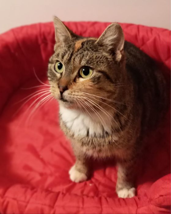 Kotka Gaja szuka domku