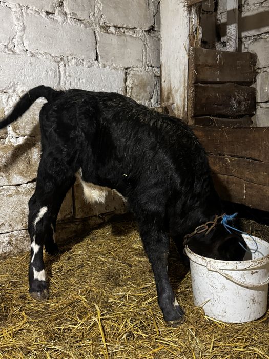 Продам гарного бичка