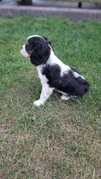 Cavalier King Charles Spaniel