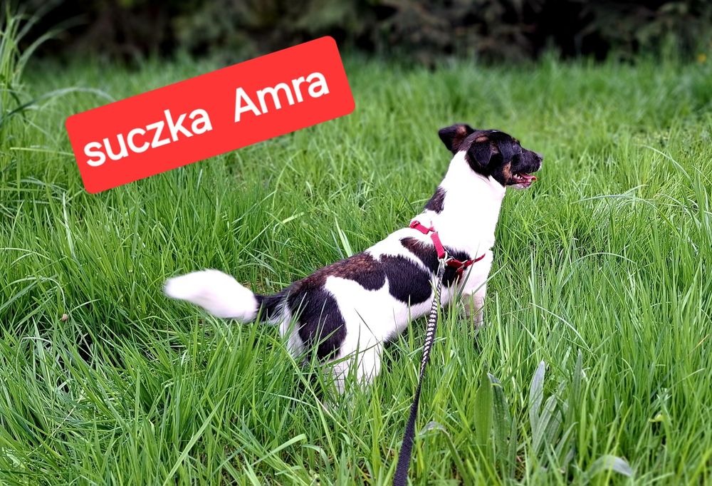 Słodka Amra !!! Jack Russell Terrier krótkie nóżki RODZICEWHODOWLI