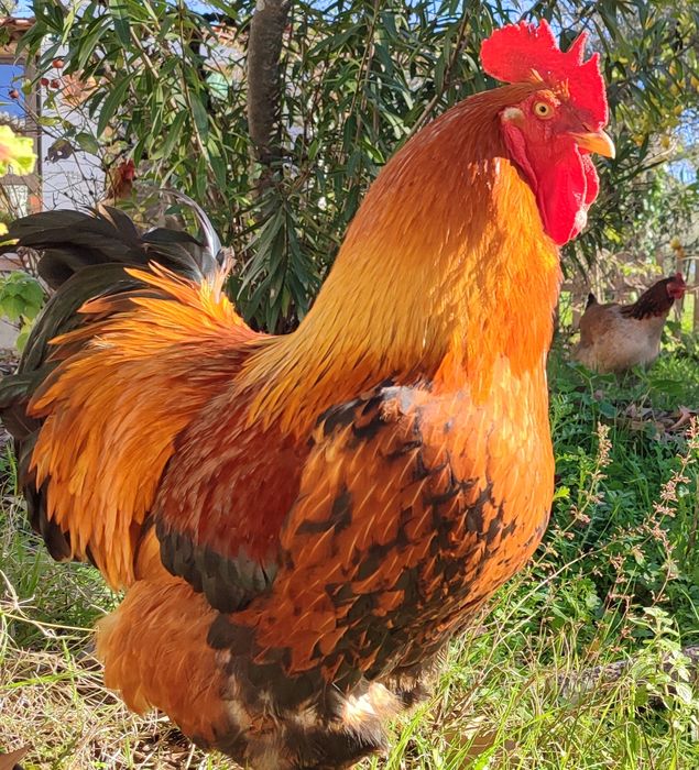 Vende Galos Brahma e outros