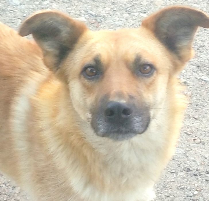 Собака в пошуках господаря і дому