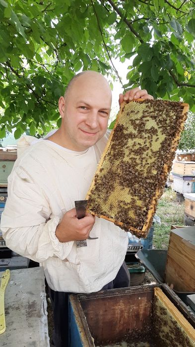 Бджолопакети Бакфаст