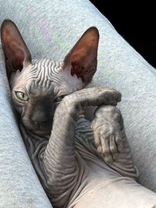 Piękny kocurek Sfinks Kanadyjski chłopak szuka kochającego domu