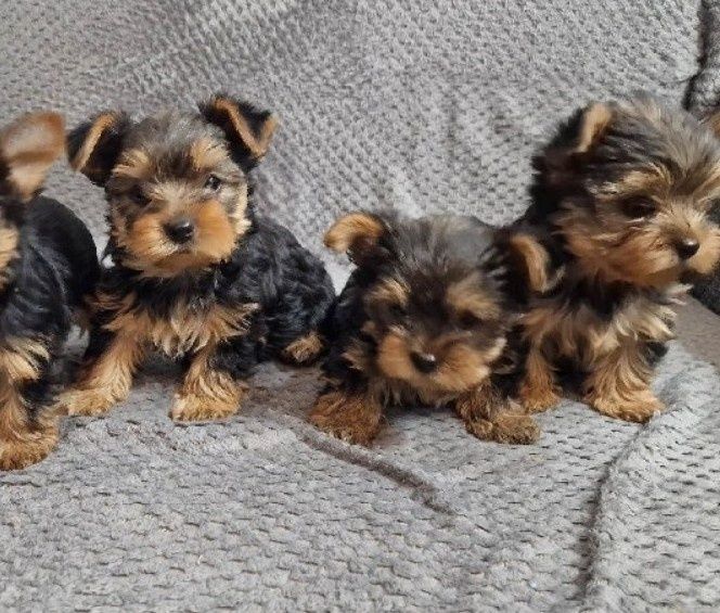 Yorkshire Terrier - szczenięta