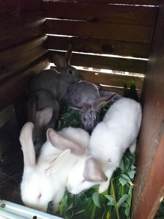 Króliki mieszance samice i samce