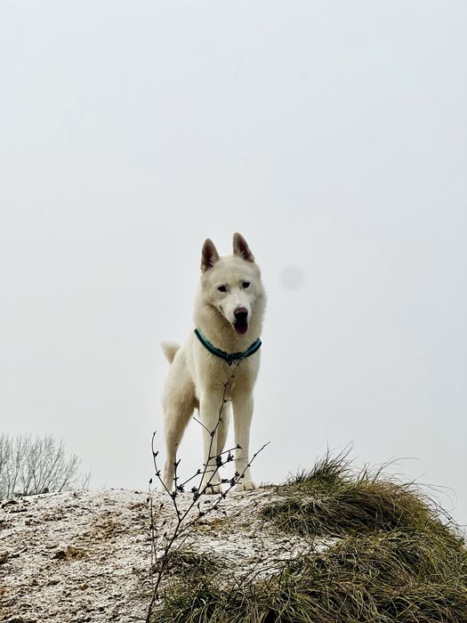Аксель шукає даму серця (білий кобель хаскі, вʼязка)
