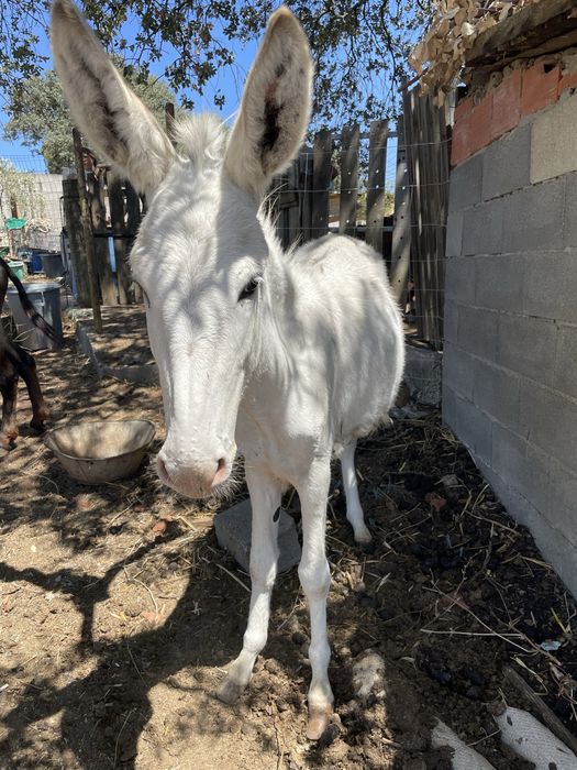 Burros machos