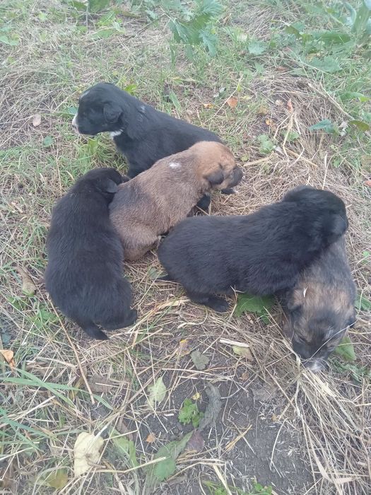 Отдам ДАРОМ!ЧУДЕСНЫЕ ЩЕНЯТА-мальчики,преданные сторожевые собаки!