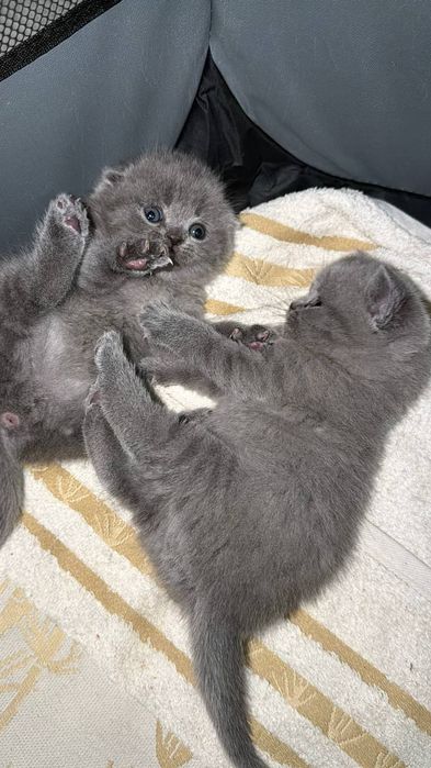 Шотландські висловухі кошенята