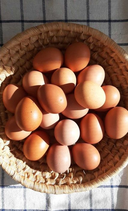 Ovos caseiros/quinta de galinha poedeira