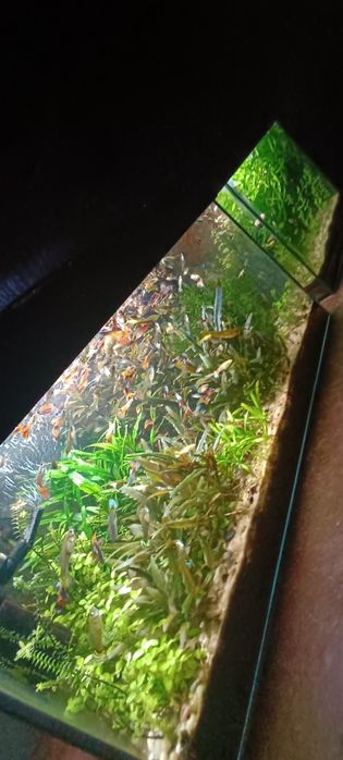 Roślinki krewetki gupiki