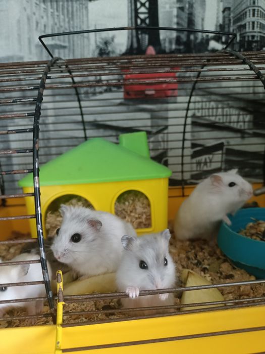 Джунгарики хомячок