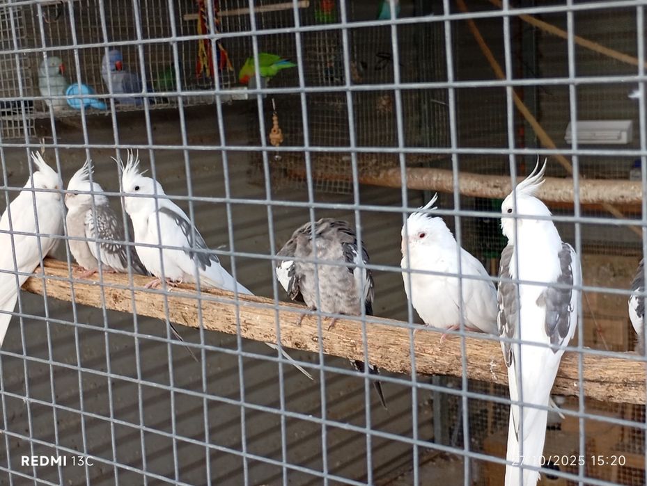 Várias caturras para ceder