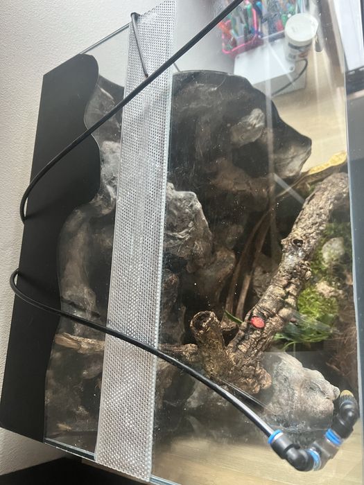 Gekon wraz z terrarium