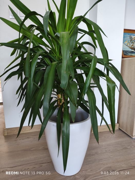 Jukka gwatemalska (Yucca elephantipes) – 110–120 cm