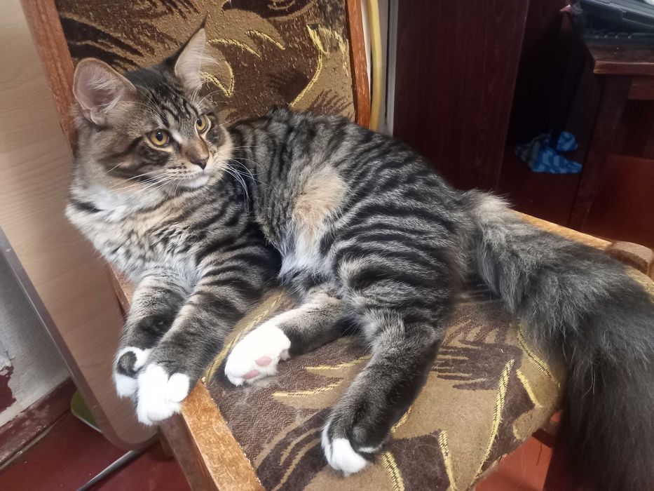 Мейн кун кошенята