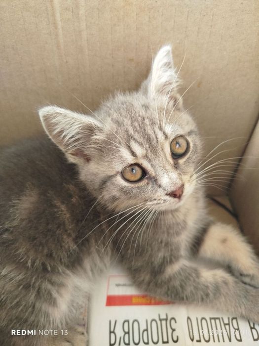 Кошення, безкоштовно