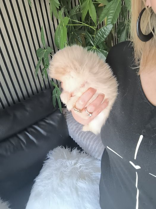 Spitz anão.Lulu da Pomerânia. Menino Mini com LOP e Afixo