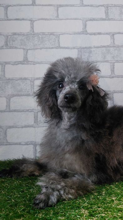 Мраморная (МЕРЛЕ) девочка пудель