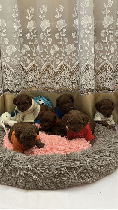 Цуценята той пуделя КСУ