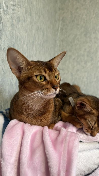 Розплідник абіссинських кішок RUDDY LOVE пропонує кошенят