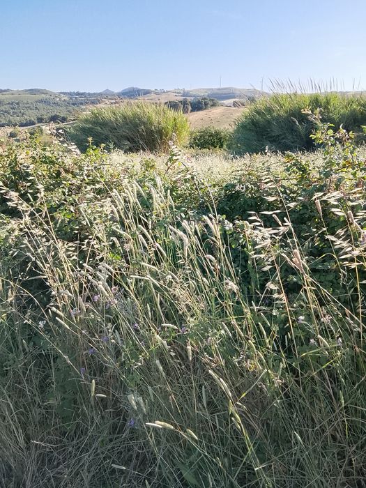 Terreno agrícola para armazém agricoy