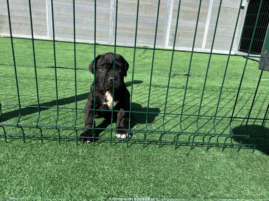 Macho Cane Corso Casa do Tavarsbull