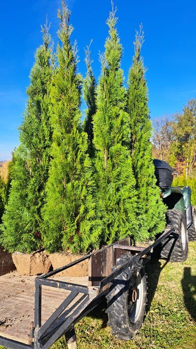 Tuja thuja tuje szmaragd