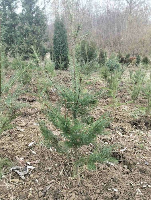 Дерево Ялиця Дугласа (Псевдотсуга), Pseudotsuga menziesii