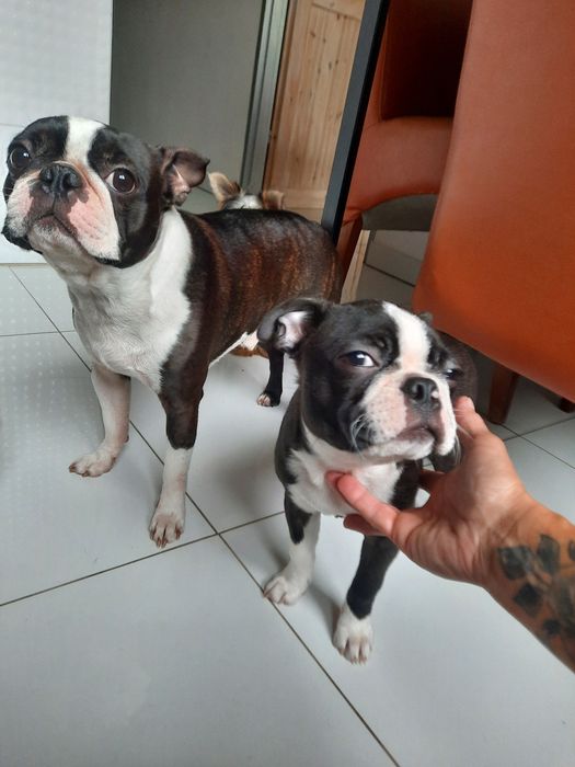 Boston terrier ZKWP. Dostępny piesek.