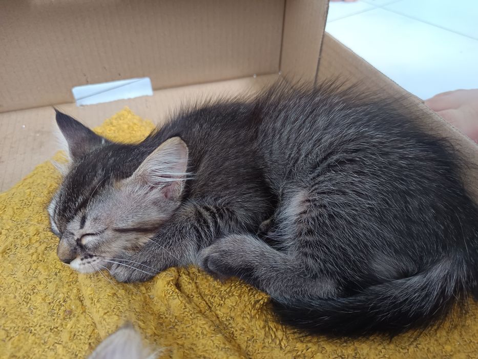 Gatinhos disponíveis pra adoção