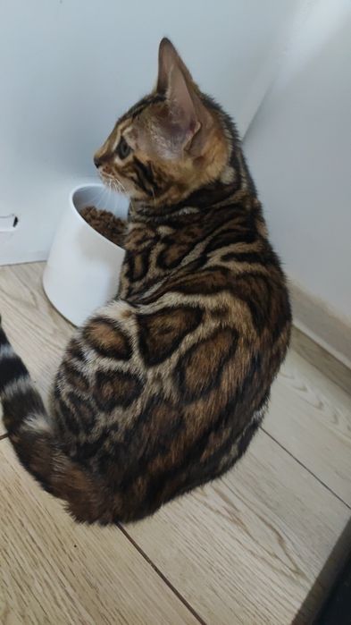 Бенгальський клубний хлопчик Документи
