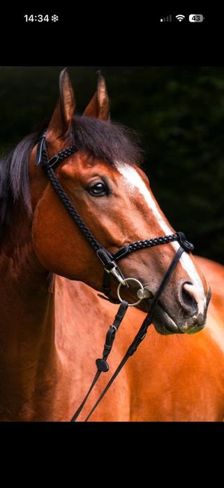 Czarne Ogłowie D'yon working plaited